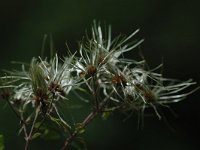 Clematis vitalba 11, Bosrank, Saxifraga-Bas Klaver