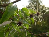 Clematis vitalba 12, Bosrank, Saxifraga-Rutger Barendse