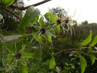 Clematis vitalba 13, Bosrank, Saxifraga-Rutger Barendse