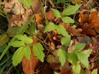 Clematis vitalba 15, Bosrank, Saxifraga-Rutger Barendse