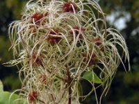 Clematis vitalba 16, Bosrank, Saxifraga-Ed Stikvoort