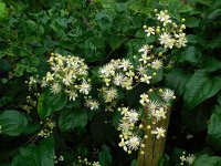 Clematis vitalba 17, Bosrank, Saxifraga-Ed Stikvoort