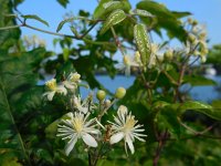 Clematis vitalba 18, Bosrank, Saxifraga-Ed Stikvoort