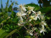 Clematis vitalba 19, Bosrank, Saxifraga-Ed Stikvoort