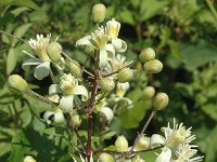 Clematis vitalba 2, Bosrank, Saxifraga-Jan van der Straaten