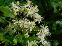 Clematis vitalba 20, Bosrank, Saxifraga-Ed Stikvoort