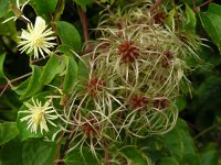 Clematis vitalba 21, Bosrank, Saxifraga-Ed Stikvoort