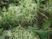 Clematis vitalba 22, Bosrank, Saxifraga-Rutger Barendse