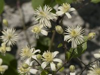 Clematis vitalba 22, Bosrank, Saxifraga-Willem van Kruijsbergen