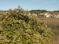 Clematis vitalba 24, Bosrank, Saxifraga-Jan van der Straaten