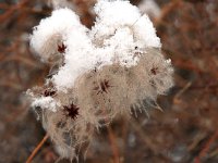 Clematis vitalba 3, Bosrank, Saxifraga-Jan van der Straaten