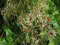 Clematis vitalba 4, Bosrank, Saxifraga-Jan van der Straaten