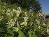 Clematis vitalba 5, Bosrank, Saxifraga-Rob Felix : Plantae, Plants, planten