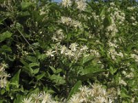 Clematis vitalba 6, Bosrank, Saxifraga-Rob Felix : Plantae, Plants, planten