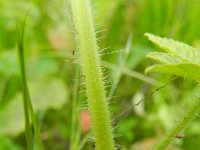 Cleome houtteana 11, Saxifraga-Rutger Barendse