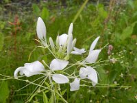 Cleome houtteana 12, Saxifraga-Rutger Barendse