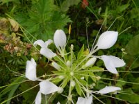 Cleome houtteana 13, Saxifraga-Rutger Barendse