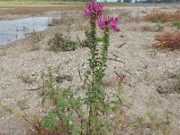 Cleome houtteana 2, Saxifraga-Ed Stikvoort