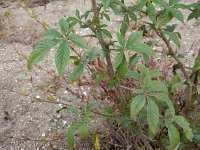 Cleome houtteana 6, Saxifraga-Ed Stikvoort