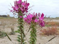 Cleome houtteana 8, Saxifraga-Ed Stikvoort