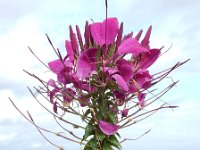 Cleome houtteana 9, Saxifraga-Ed Stikvoort