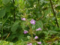 Clinopodium acinos 11, Kleine steentijm, Saxifraga-Hans Grotenhuis