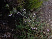 Clinopodium calamintha 6, Kleine bergsteentijm, Saxifraga-Ed Stikvoort