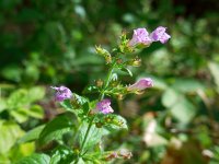 Clinopodium menthifolium 6, Bergsteentijm, Saxifraga-Ed Stikvoort