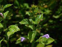 Clinopodium menthifolium 8, Bergsteentijm, Saxifraga-Ed Stikvoort