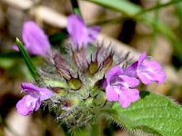 Clinopodium vulgare 24, Borstelkrans, Saxifraga-Sonja Bouwman  Borstelkrans - Clinopodium vulgare - Lamiaceae familie