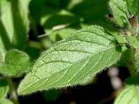 Clinopodium vulgare 25, Borstelkrans, Saxifraga-Sonja Bouwman  Borstelkrans - Clinopodium vulgare - Lamiaceae familie