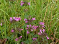 Clinopodium vulgare 27, Borstelkrans, Saxifraga-Ed Stikvoort : Millingerwaard