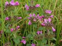 Clinopodium vulgare 28, Borstelkrans, Saxifraga-Ed Stikvoort : Millingerwaard