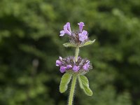 Clinopodium vulgare 29, Borstelkrans, Saxifraga-Willem van Kruijsbergen