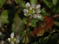 Cochlearia danica 2, Deens lepelblad, Saxifraga-Jan van der Straaten