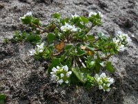 Cochlearia danica 23, Deens lepelblad, Saxifraga-Ed Stikvoort