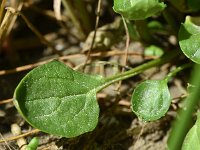 Cochlearia officinalis ssp officinalis 28, Echt lepelblad, Saxifraga-Sonja Bouwman  854. Echt lepelblad - Cochlearia officinalis ssp. officinalis - Brassicaceae familie (i)