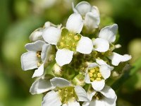 Cochlearia officinalis ssp officinalis 29, Echt lepelblad, Saxifraga-Sonja Bouwman  854. Echt lepelblad - Cochlearia officinalis ssp. officinalis - Brassicaceae familie (i) Rozenburg