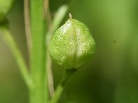 Cochlearia officinalis ssp officinalis 30, Echt lepelblad, Saxifraga-Sonja Bouwman  854. Echt lepelblad - Cochlearia officinalis ssp. officinalis - Brassicaceae familie (i)