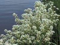 Cochlearia officinalis 1, Echt lepelblad, Saxifraga-Piet Zomerdijk