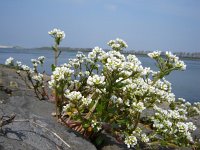 Cochlearia officinalis 22, Echt lepelblad, Saxifraga-Jeroen Willemsen