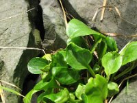 Cochlearia officinalis 3, Echt lepelblad, Saxifraga-Rutger Barendse