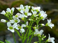 Cochlearia officinalis 32, Echt lepelblad, Saxifraga-Hans Grotenhuis