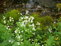 Cochlearia officinalis 33, Echt lepelblad, Saxifraga-Hans Grotenhuis