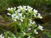 Cochlearia officinalis 34, Echt lepelblad, Saxifraga-Hans Grotenhuis