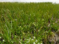 Cochlearia officinalis ssp officinalis 11, Echt lepelblad, Saxifraga-Ed Stikvoort