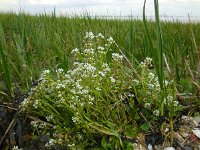 Cochlearia officinalis ssp officinalis 13, Echt lepelblad, Saxifraga-Ed Stikvoort