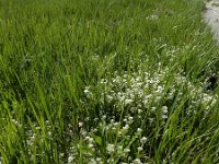 Cochlearia officinalis ssp officinalis 14, Echt lepelblad, Saxifraga-Ed Stikvoort