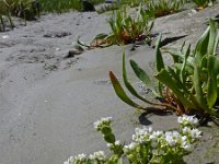 Cochlearia officinalis ssp officinalis 15, Echt lepelblad, Saxifraga-Ed Stikvoort