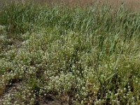 Cochlearia officinalis ssp officinalis 19, Echt lepelblad, Saxifraga-Ed Stikvoort